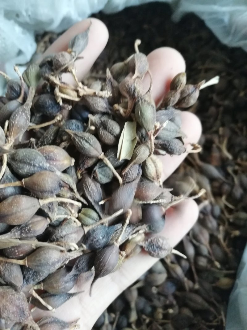 野生青翘连翘干货无杂质