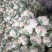 精品白花菜花椰菜松花菜菜花大量供应中需要进来联系