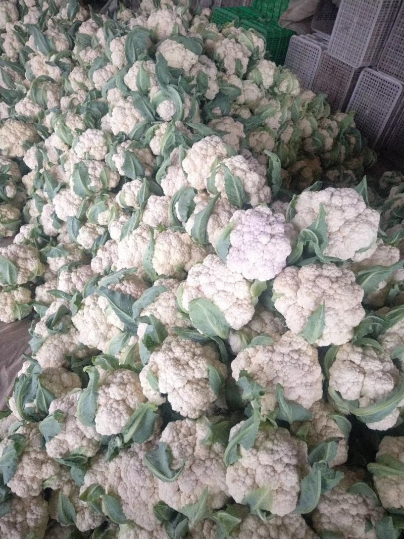 精品白花菜花椰菜松花菜菜花大量供应中需要进来联系