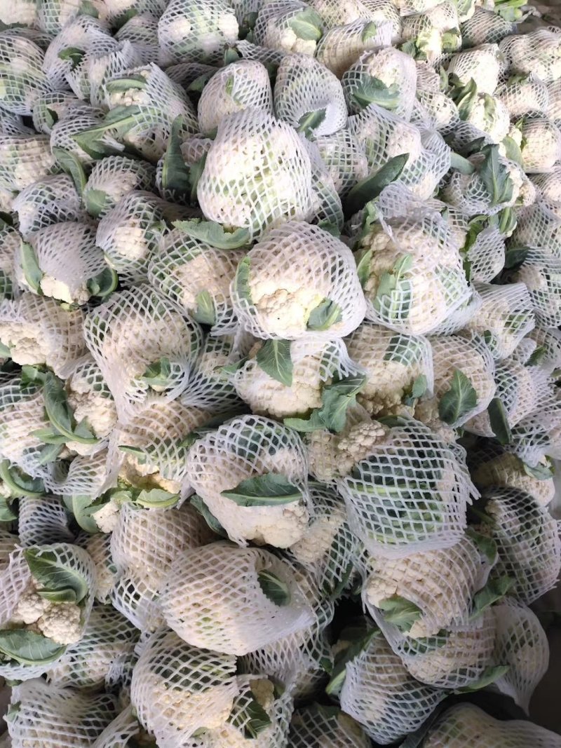 精品白花菜花椰菜松花菜菜花大量供应中需要进来联系