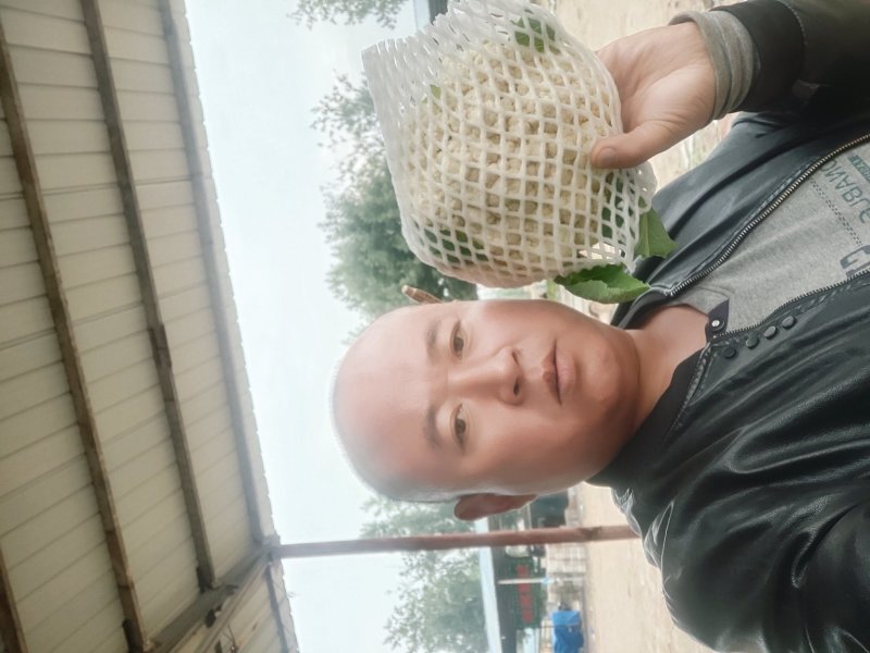 精品白花菜花椰菜松花菜菜花大量供应中需要进来联系
