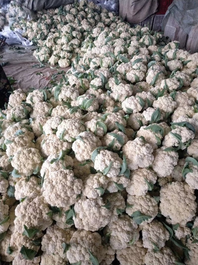 精品白花菜花椰菜松花菜菜花大量供应中需要进来联系