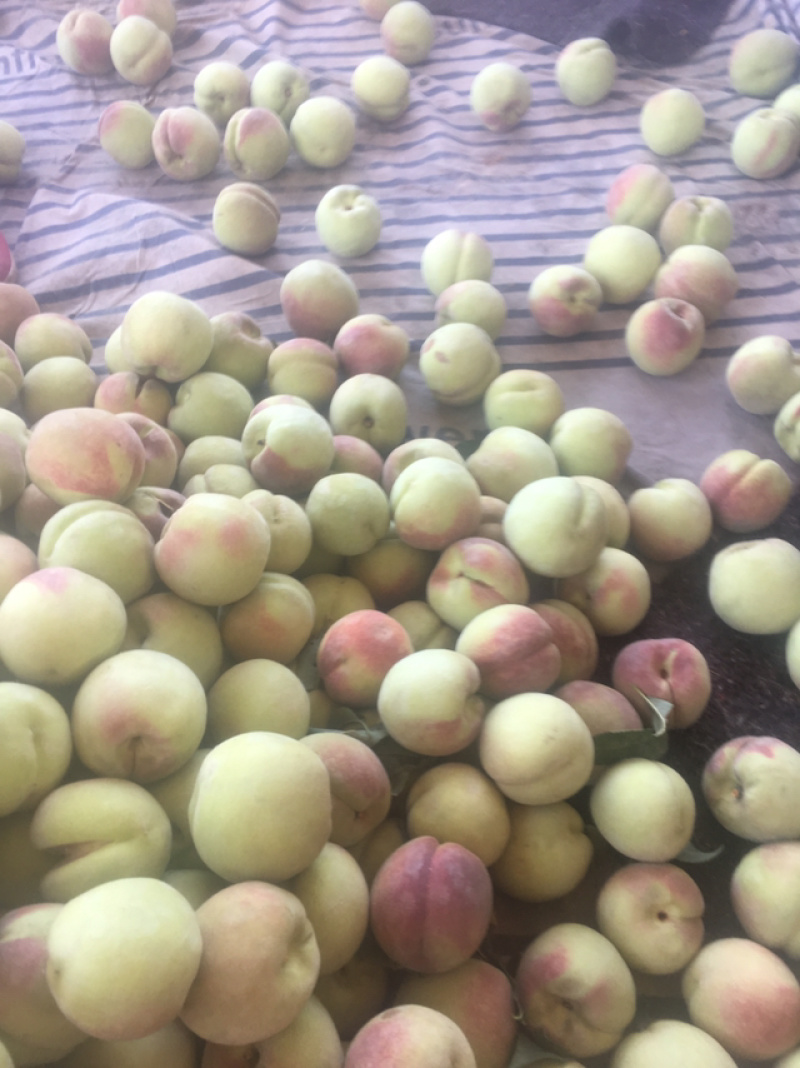 青州蜜桃离核