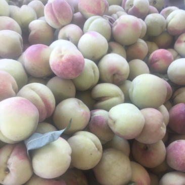 青州蜜桃离核