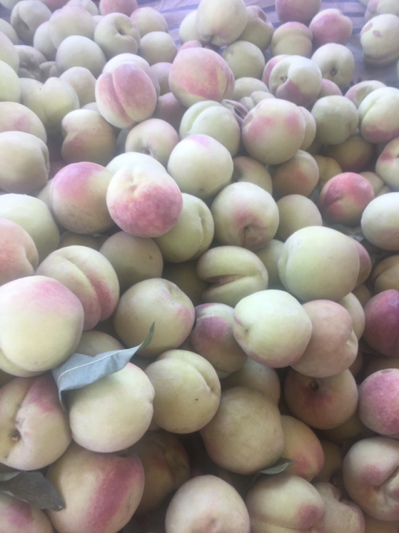 青州蜜桃离核