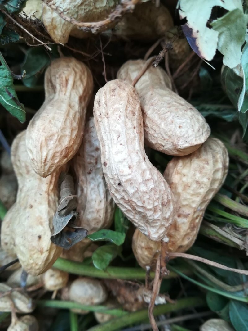 花生种子