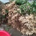 花生种子