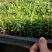 红车又名红鳞蒲桃彩叶植物适用绿道庭院可作大盆栽小盆栽