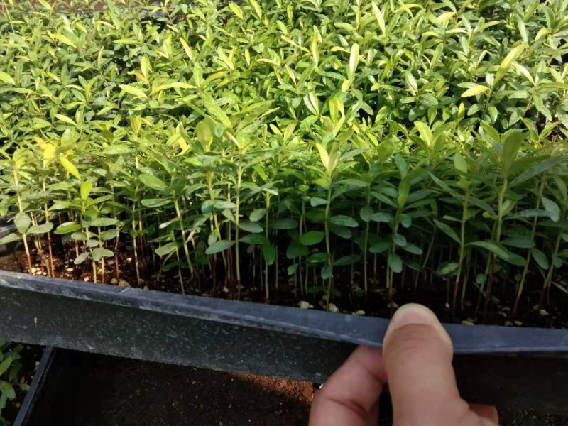红车又名红鳞蒲桃彩叶植物适用绿道庭院可作大盆栽小盆栽