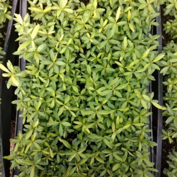 红车又名红鳞蒲桃彩叶植物适用绿道庭院可作大盆栽小盆栽