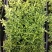 红车又名红鳞蒲桃彩叶植物适用绿道庭院可作大盆栽小盆栽