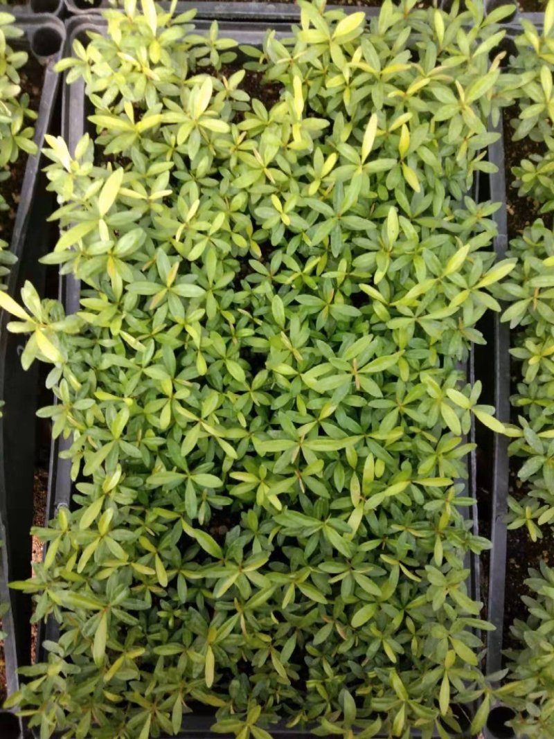 红车又名红鳞蒲桃彩叶植物适用绿道庭院可作大盆栽小盆栽