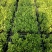红车又名红鳞蒲桃彩叶植物适用绿道庭院可作大盆栽小盆栽