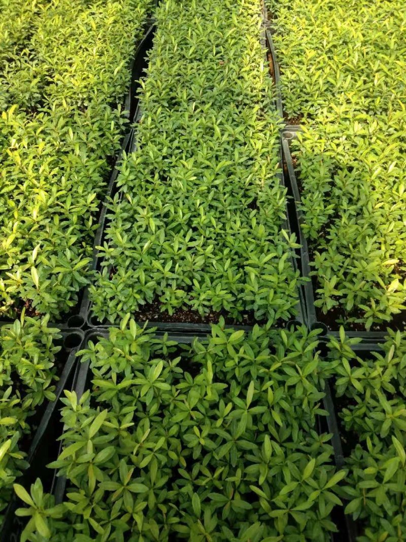 红车又名红鳞蒲桃彩叶植物适用绿道庭院可作大盆栽小盆栽