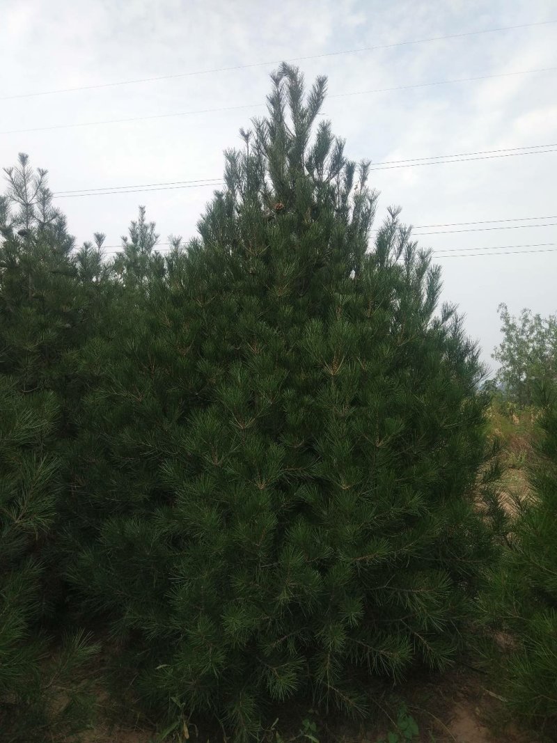 山西3.5米白皮松，各规格都有，基地直发，量大优惠