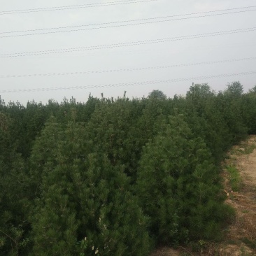 山西3.5米白皮松,各规格都有,基地直发,量大优惠