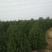 山西3.5米白皮松,各规格都有,基地直发,量大优惠