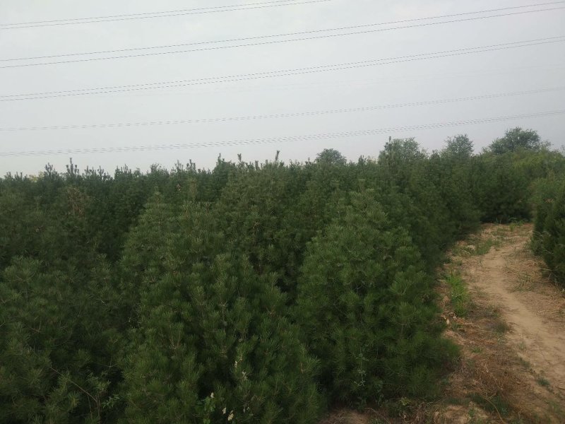 山西3.5米白皮松，各规格都有，基地直发，量大优惠