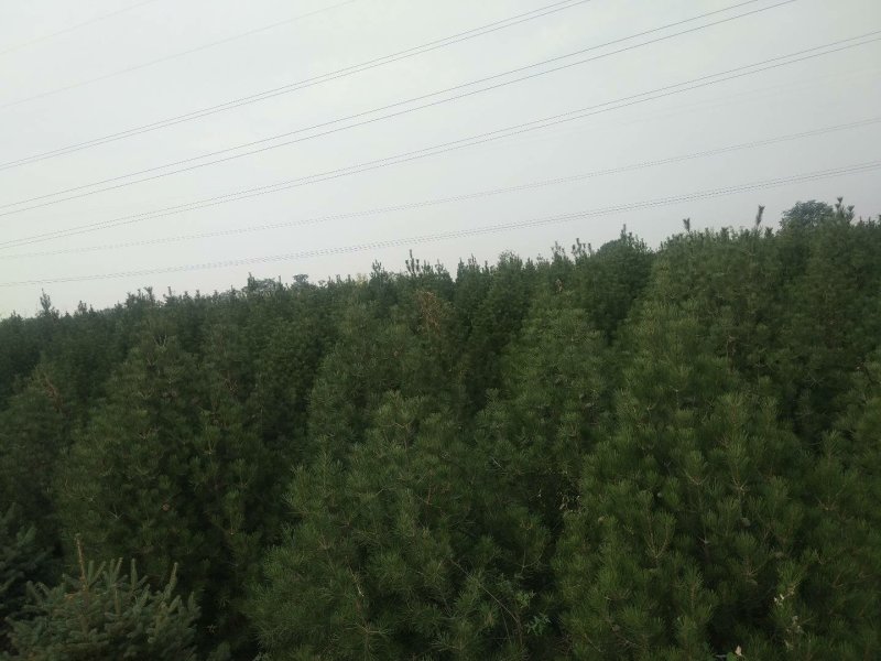 山西3.5米白皮松，各规格都有，基地直发，量大优惠