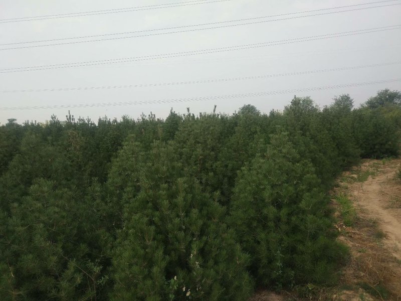 山西3.5米白皮松，各规格都有，基地直发，量大优惠