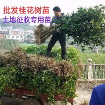 桂花苗木桂花树苗小苗湖北桂花树征地赔偿树苗