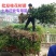 桂花苗木桂花树苗小苗湖北桂花树征地赔偿树苗