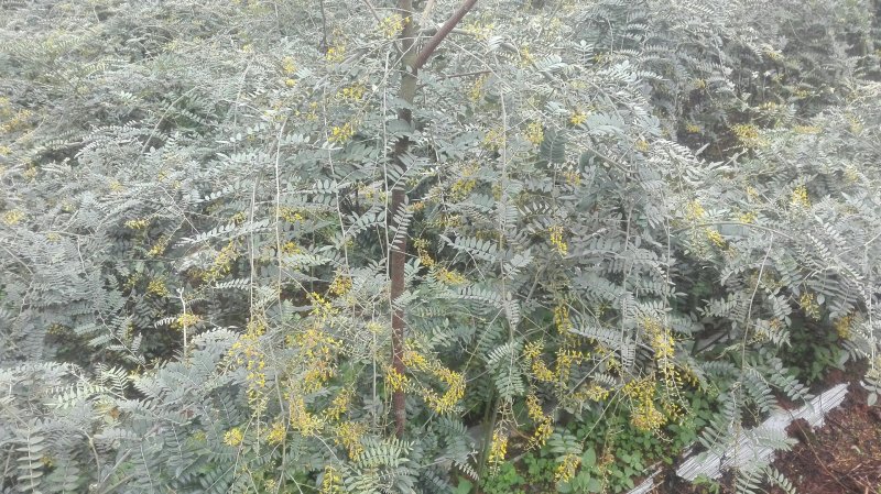 山豆根种子不带皮提供种植技术