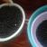山豆根种子不带皮提供种植技术