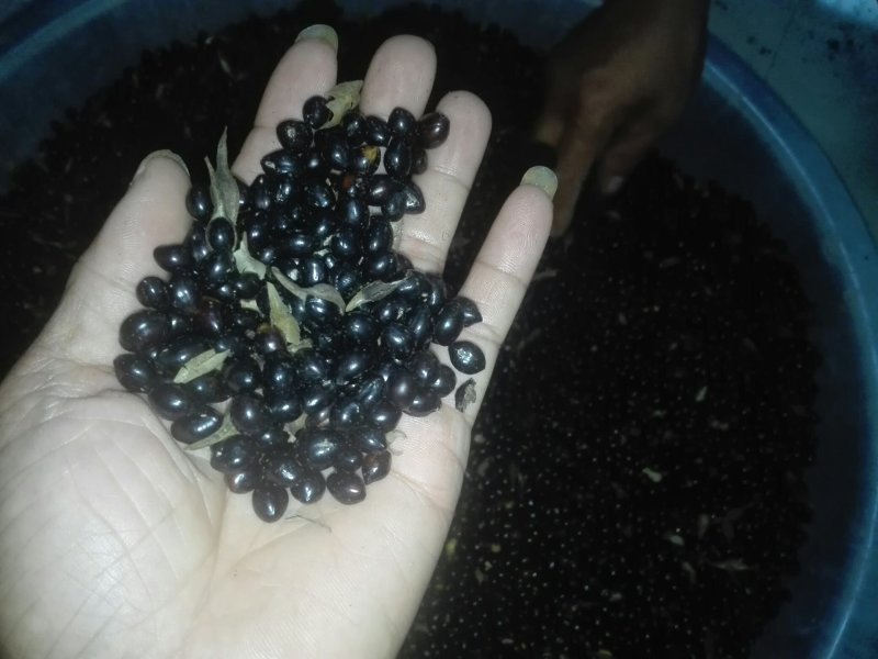 山豆根种子不带皮提供种植技术