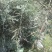 山豆根种子不带皮提供种植技术