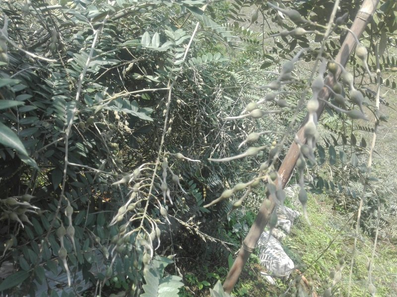 山豆根种子不带皮提供种植技术