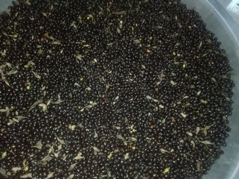 山豆根种子不带皮提供种植技术