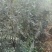 山豆根种子不带皮提供种植技术