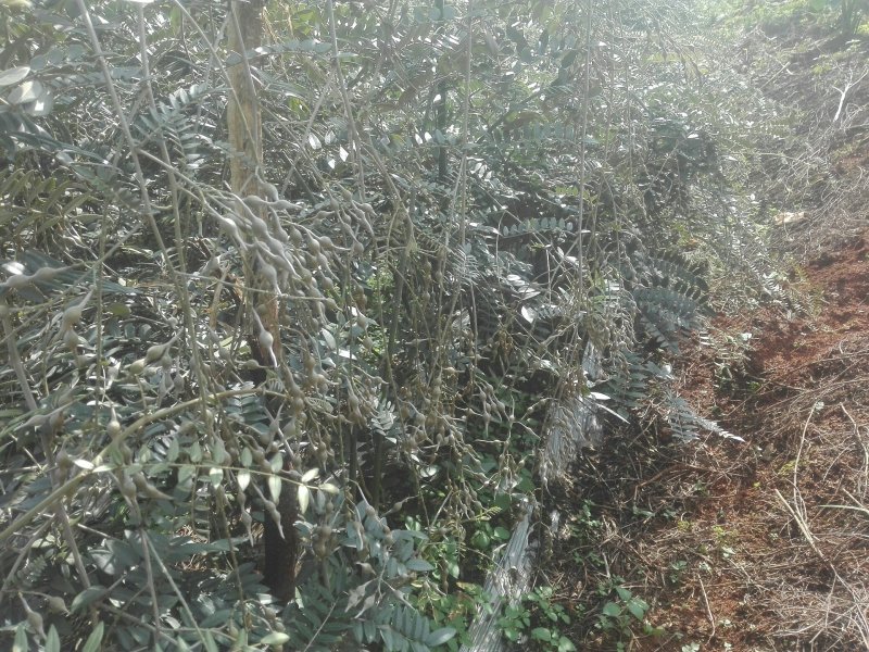 山豆根种子不带皮提供种植技术