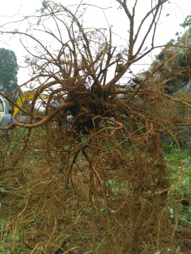 山豆根种子不带皮提供种植技术