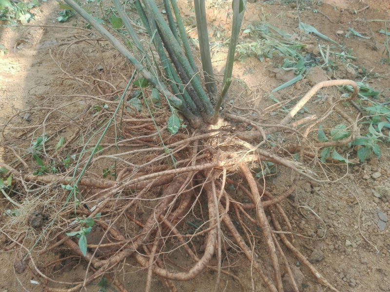 山豆根种子不带皮提供种植技术