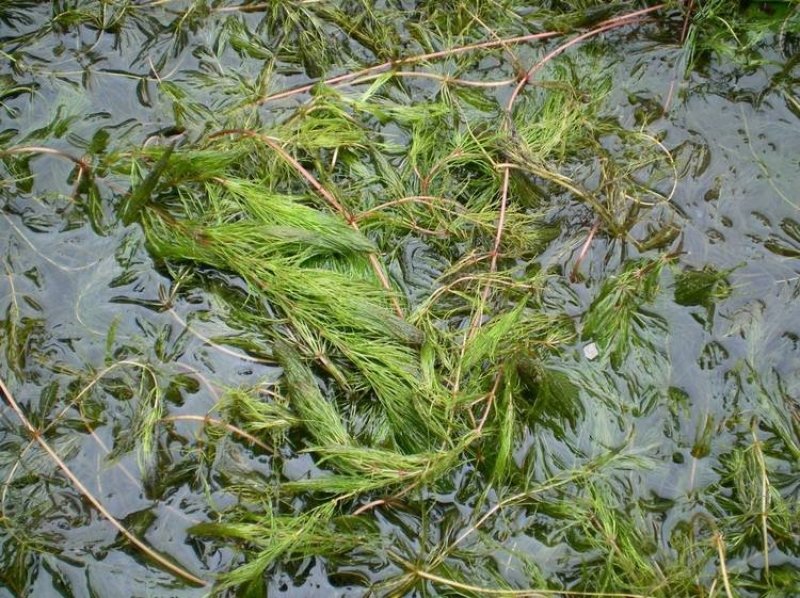 水生植物种植销售沉水植物挺水植物浮叶植物，水生植