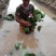 水生植物种植销售沉水植物挺水植物浮叶植物，水生植