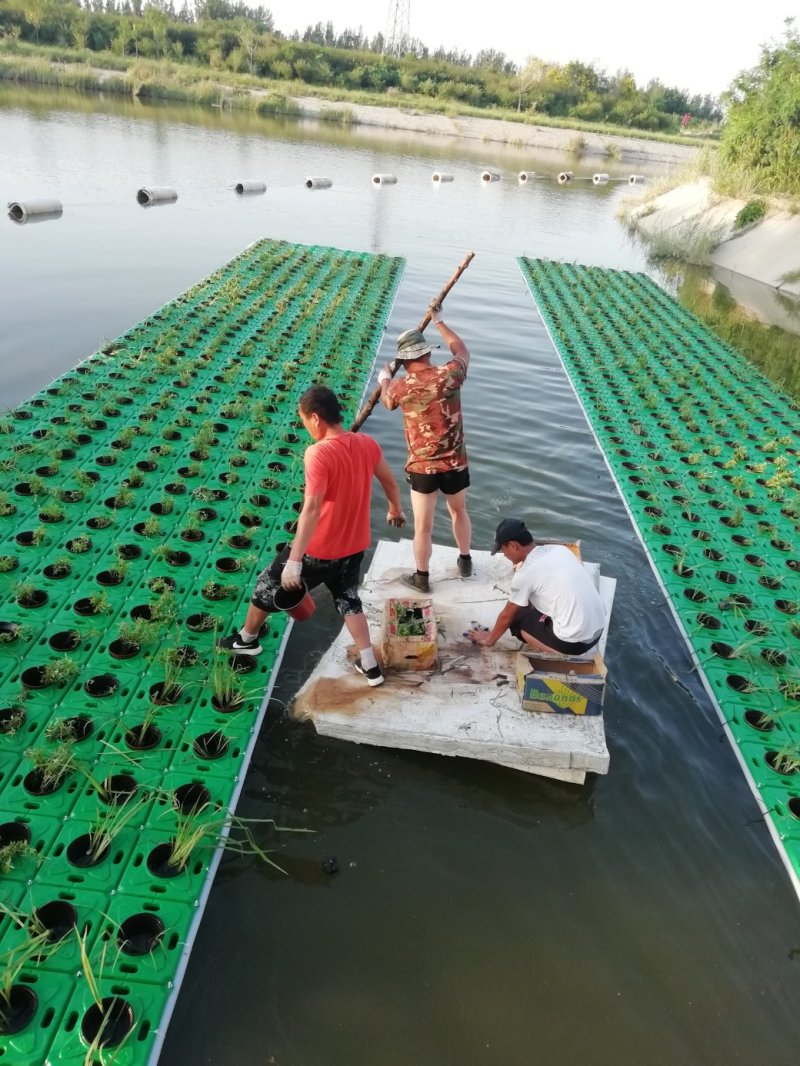 水生植物种植销售沉水植物挺水植物浮叶植物，水生植
