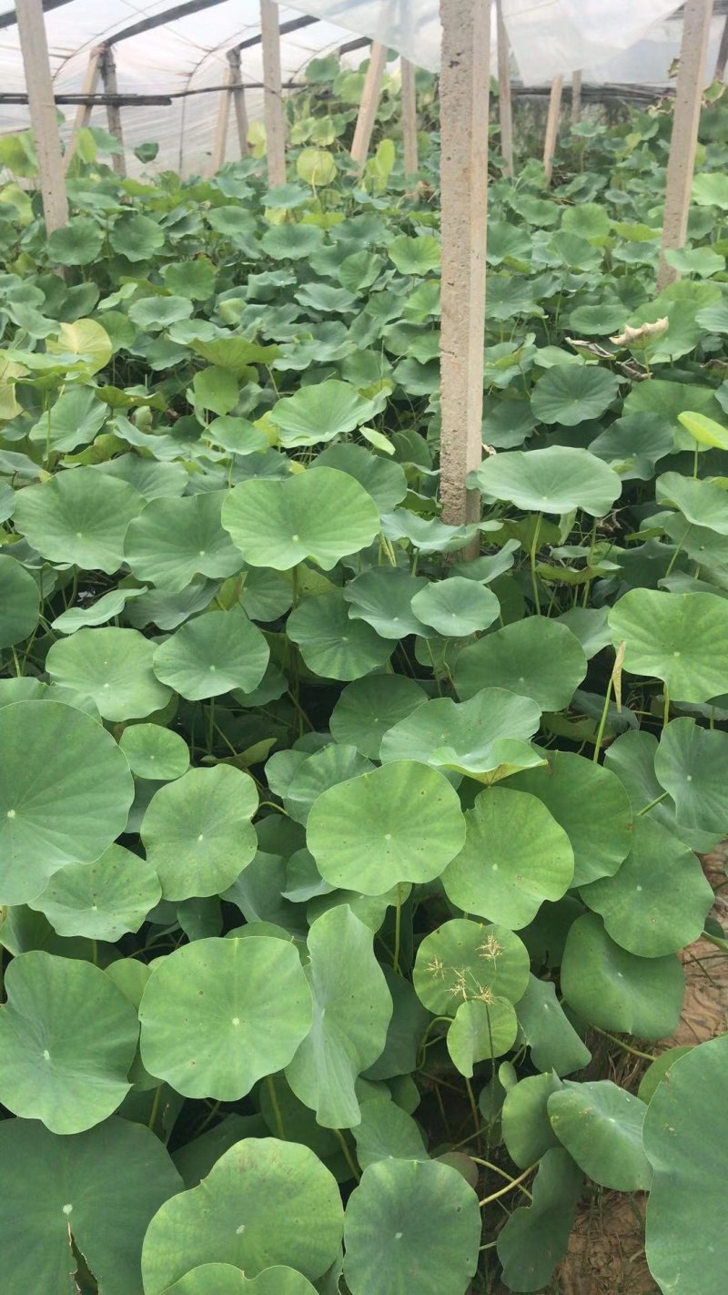 水生植物种植销售沉水植物挺水植物浮叶植物，水生植
