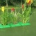 水生植物种植销售沉水植物挺水植物浮叶植物，水生植