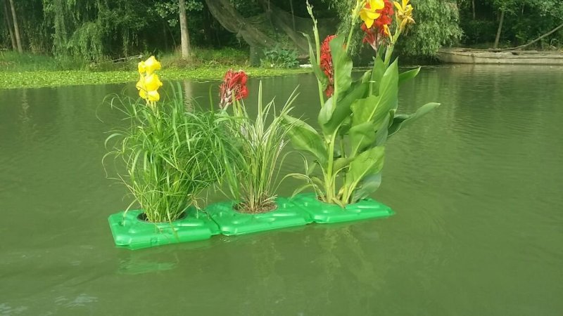 水生植物种植销售沉水植物挺水植物浮叶植物，水生植