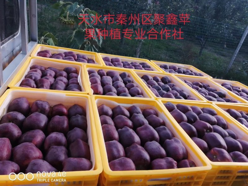花牛苹果高山苹果，.，，，