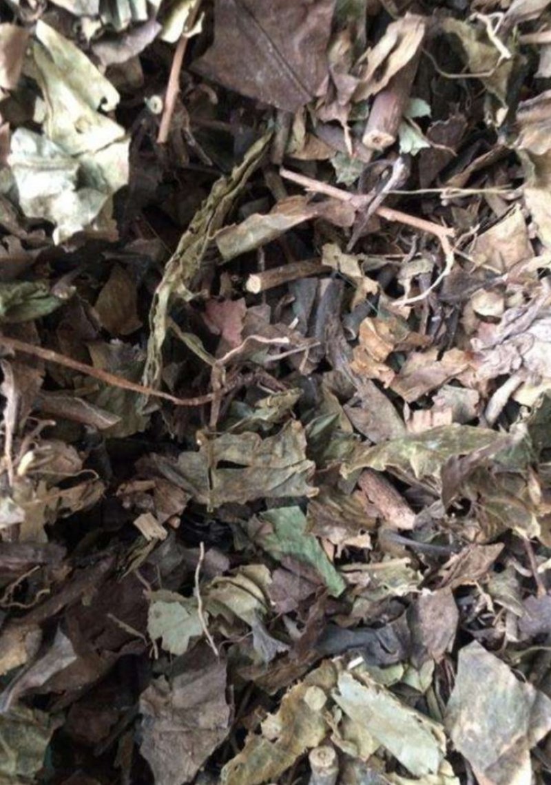 草珊瑚，道地药材，质优价实，品质保证，药典标准一公斤起批