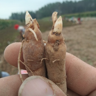 优质改良赤芍苗！专业芍药苗育苗基地！赤芍苗！