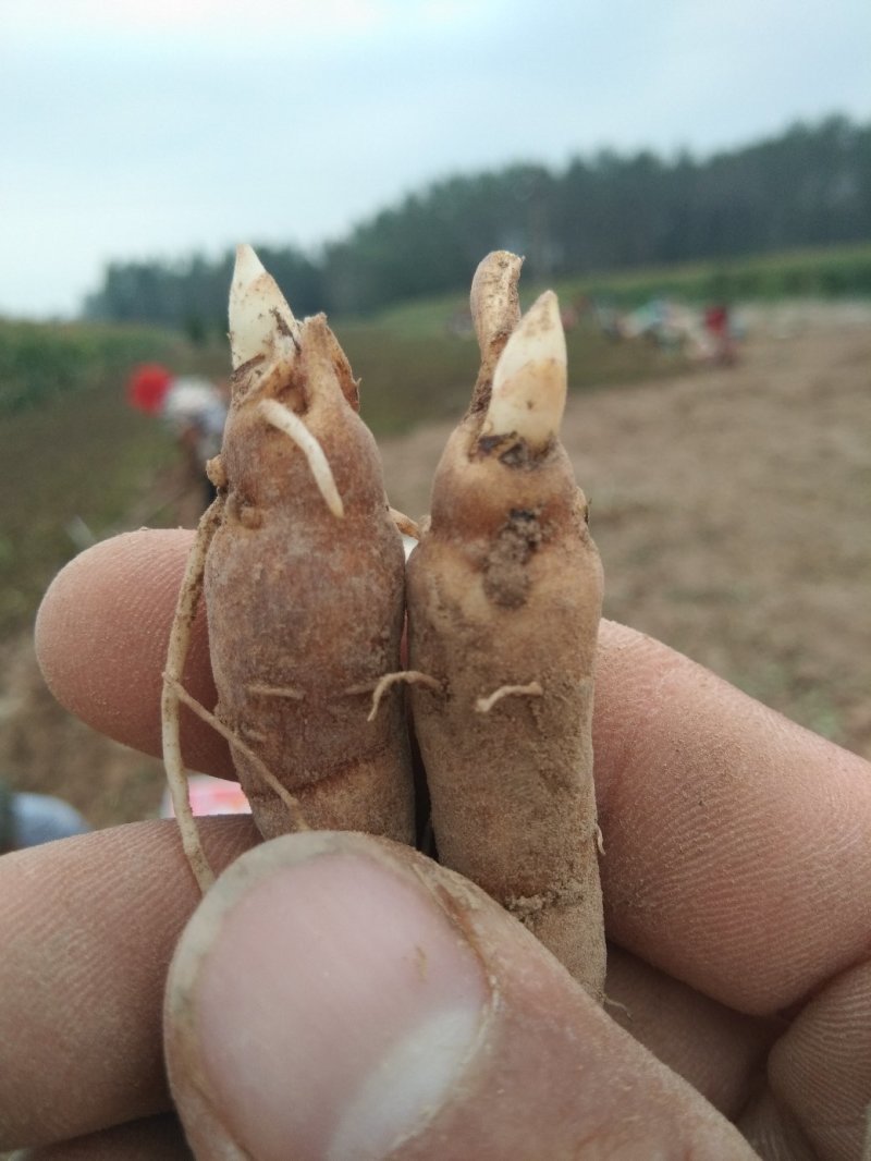 优质改良赤芍苗！专业芍药苗育苗基地！赤芍苗！