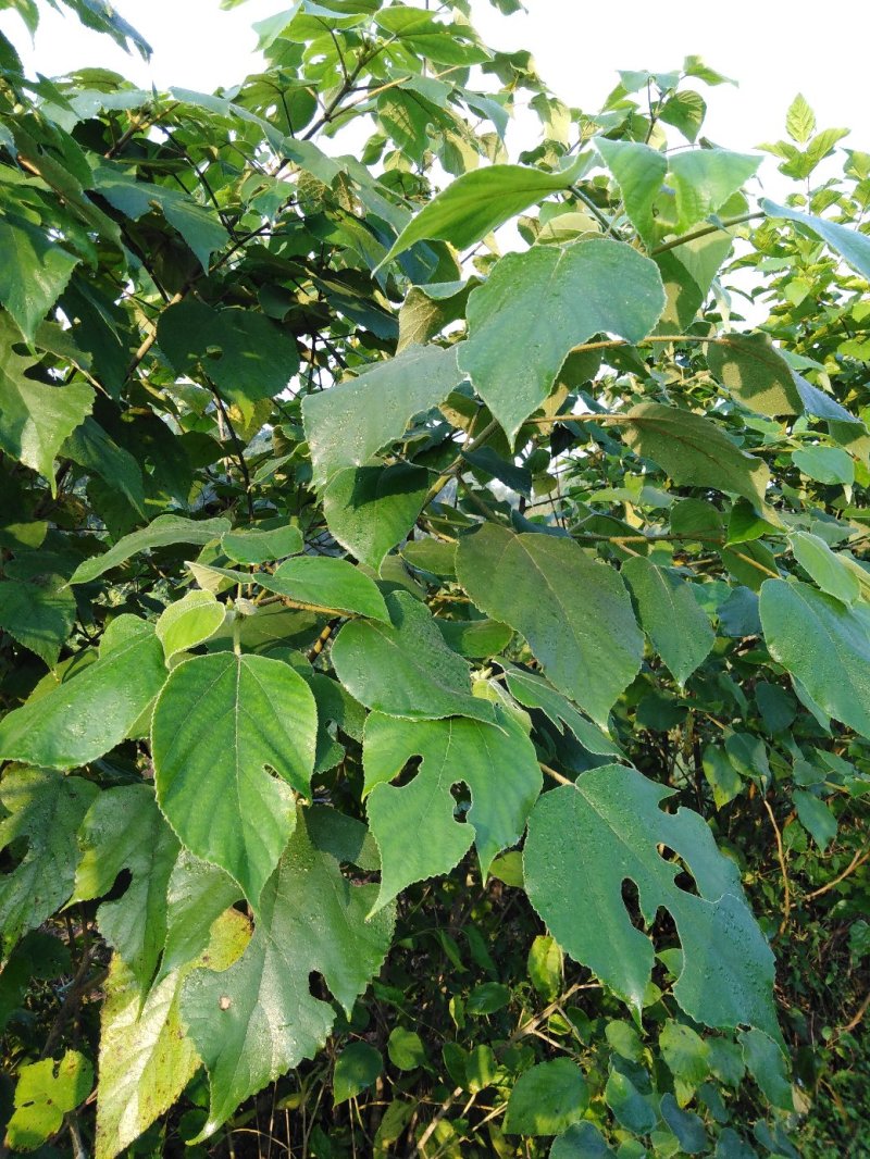 牛羊用构树
