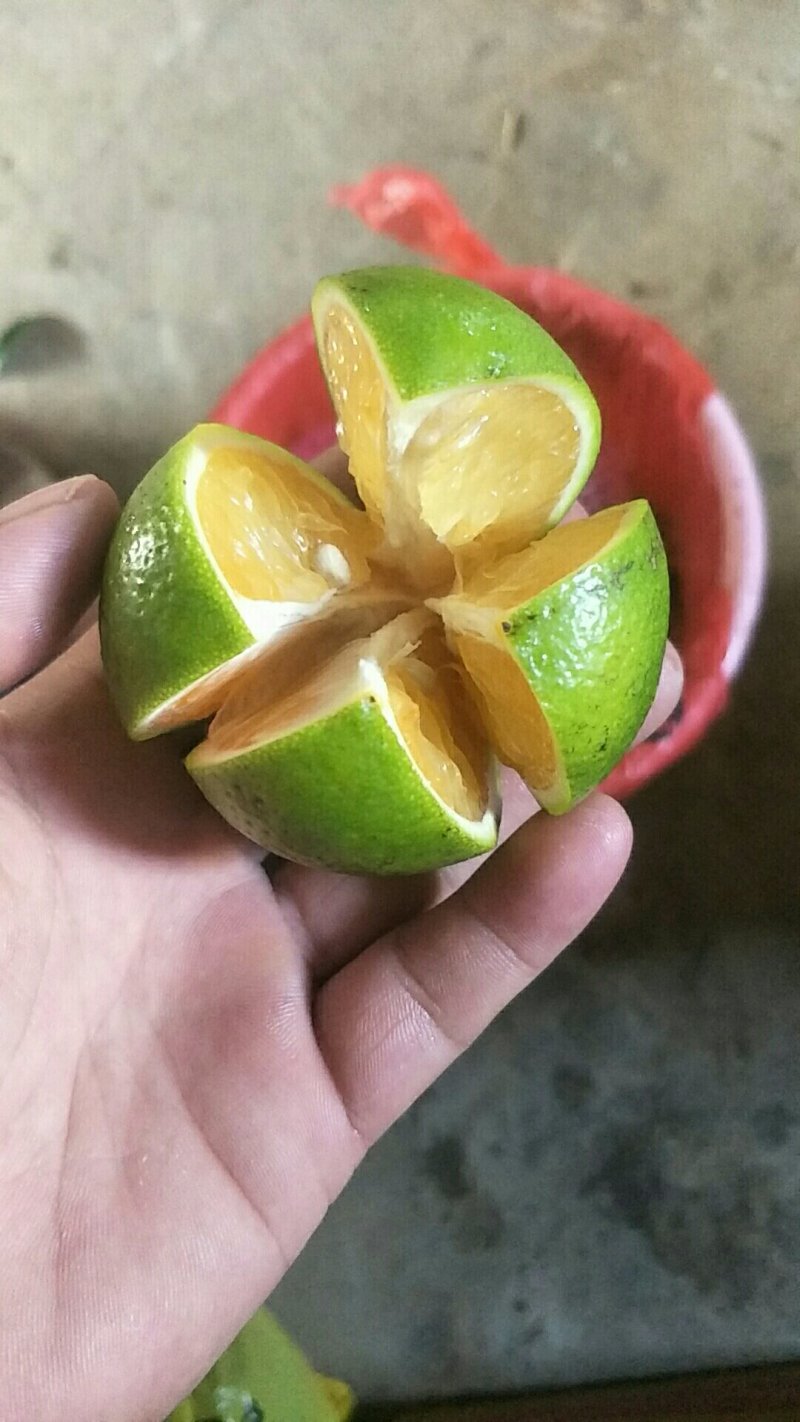 海南琼中绿橙苗