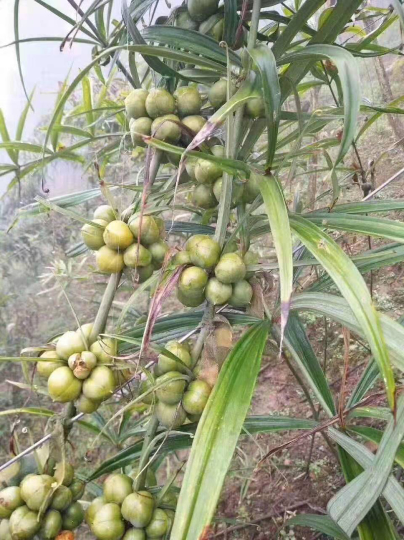 云南红花滇黄精带皮种子，全程提供全方位育苗技术