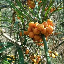 云南红花滇黄精带皮种子，全程提供全方位育苗技术